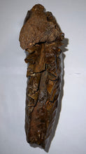 Load image into Gallery viewer, GEM ENORMOUS Ice Age Fossil Woolly Mammoth Molar 12.35 Inches from Siberia
