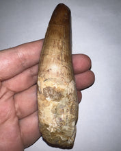 Load image into Gallery viewer, HUGE Spinosaur Fossil Dinosaur Tooth 3.84 Inches with Display Stand and Case NO REPAIR
