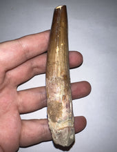 Load image into Gallery viewer, HUGE Spinosaur Fossil Dinosaur Tooth 3.84 Inches with Display Stand and Case NO REPAIR
