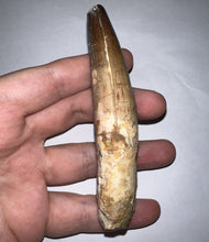 Load image into Gallery viewer, HUGE Spinosaur Fossil Dinosaur Tooth 3.84 Inches with Display Stand and Case NO REPAIR
