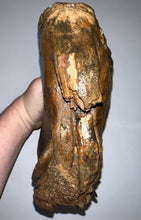 Load image into Gallery viewer, GEM ENORMOUS Ice Age Fossil Woolly Mammoth Molar 12.35 Inches from Siberia
