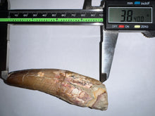 Load image into Gallery viewer, HUGE Spinosaur Fossil Dinosaur Tooth 3.84 Inches with Display Stand and Case NO REPAIR
