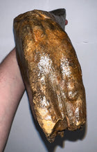 Load image into Gallery viewer, GEM ENORMOUS Ice Age Fossil Woolly Mammoth Molar 12.35 Inches from Siberia
