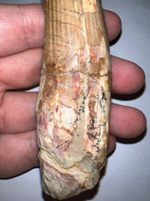 Load image into Gallery viewer, HUGE Spinosaur Fossil Dinosaur Tooth 3.84 Inches with Display Stand and Case NO REPAIR
