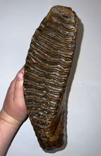 Load image into Gallery viewer, GEM ENORMOUS Ice Age Fossil Woolly Mammoth Molar 12.35 Inches from Siberia
