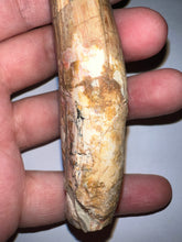 Load image into Gallery viewer, HUGE Spinosaur Fossil Dinosaur Tooth 3.84 Inches with Display Stand and Case NO REPAIR
