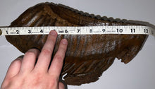 Load image into Gallery viewer, GEM ENORMOUS Ice Age Fossil Woolly Mammoth Molar 12.35 Inches from Siberia
