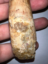 Load image into Gallery viewer, HUGE Spinosaur Fossil Dinosaur Tooth 3.84 Inches with Display Stand and Case NO REPAIR
