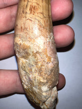 Load image into Gallery viewer, HUGE Spinosaur Fossil Dinosaur Tooth 3.84 Inches with Display Stand and Case NO REPAIR
