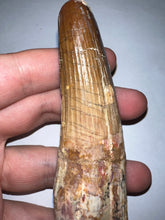 Load image into Gallery viewer, HUGE Spinosaur Fossil Dinosaur Tooth 3.84 Inches with Display Stand and Case NO REPAIR
