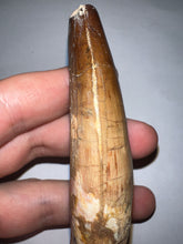 Load image into Gallery viewer, HUGE Spinosaur Fossil Dinosaur Tooth 3.84 Inches with Display Stand and Case NO REPAIR
