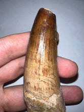 Load image into Gallery viewer, HUGE Spinosaur Fossil Dinosaur Tooth 3.84 Inches with Display Stand and Case NO REPAIR
