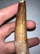 Load image into Gallery viewer, HUGE Spinosaur Fossil Dinosaur Tooth 3.84 Inches with Display Stand and Case NO REPAIR
