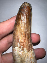 Load image into Gallery viewer, HUGE Spinosaur Fossil Dinosaur Tooth 3.75 Inches with Display Stand and Case
