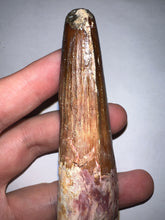 Load image into Gallery viewer, HUGE Spinosaur Fossil Dinosaur Tooth 3.75 Inches with Display Stand and Case
