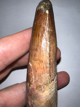 Load image into Gallery viewer, HUGE Spinosaur Fossil Dinosaur Tooth 3.75 Inches with Display Stand and Case
