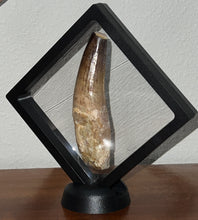 Load image into Gallery viewer, HUGE Spinosaur Fossil Dinosaur Tooth 3.84 Inches with Display Stand and Case NO REPAIR
