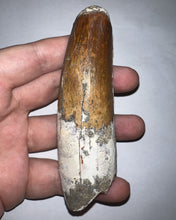 Load image into Gallery viewer, MONSTER Spinosaur Fossil Dinosaur Tooth 4.17 Inches with Display Stand and Case NO REPAIR
