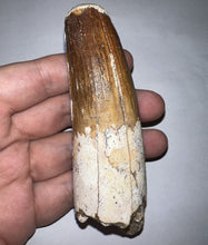 Load image into Gallery viewer, MONSTER Spinosaur Fossil Dinosaur Tooth 4.17 Inches with Display Stand and Case NO REPAIR
