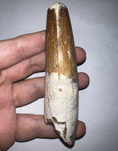 Load image into Gallery viewer, MONSTER Spinosaur Fossil Dinosaur Tooth 4.17 Inches with Display Stand and Case NO REPAIR
