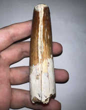 Load image into Gallery viewer, MONSTER Spinosaur Fossil Dinosaur Tooth 4.17 Inches with Display Stand and Case NO REPAIR
