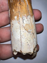 Load image into Gallery viewer, MONSTER Spinosaur Fossil Dinosaur Tooth 4.17 Inches with Display Stand and Case NO REPAIR
