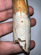 Load image into Gallery viewer, MONSTER Spinosaur Fossil Dinosaur Tooth 4.17 Inches with Display Stand and Case NO REPAIR
