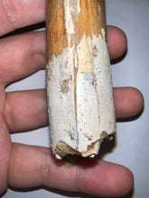 Load image into Gallery viewer, MONSTER Spinosaur Fossil Dinosaur Tooth 4.17 Inches with Display Stand and Case NO REPAIR
