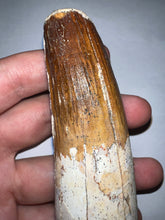 Load image into Gallery viewer, MONSTER Spinosaur Fossil Dinosaur Tooth 4.17 Inches with Display Stand and Case NO REPAIR
