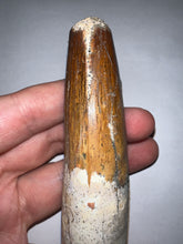 Load image into Gallery viewer, MONSTER Spinosaur Fossil Dinosaur Tooth 4.17 Inches with Display Stand and Case NO REPAIR
