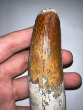 Load image into Gallery viewer, MONSTER Spinosaur Fossil Dinosaur Tooth 4.17 Inches with Display Stand and Case NO REPAIR
