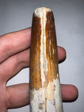 Load image into Gallery viewer, MONSTER Spinosaur Fossil Dinosaur Tooth 4.17 Inches with Display Stand and Case NO REPAIR
