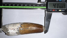 Load image into Gallery viewer, MONSTER Spinosaur Fossil Dinosaur Tooth 4.17 Inches with Display Stand and Case NO REPAIR
