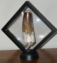 Load image into Gallery viewer, MONSTER Spinosaur Fossil Dinosaur Tooth 4.17 Inches with Display Stand and Case NO REPAIR
