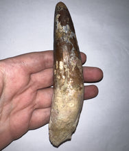 Load image into Gallery viewer, MEGA MONSTER Spinosaur Fossil Dinosaur Tooth 5.55 Inches with Display Stand and Case
