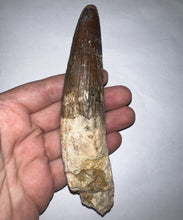 Load image into Gallery viewer, MEGA MONSTER Spinosaur Fossil Dinosaur Tooth 5.55 Inches with Display Stand and Case
