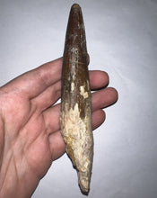 Load image into Gallery viewer, MEGA MONSTER Spinosaur Fossil Dinosaur Tooth 5.55 Inches with Display Stand and Case
