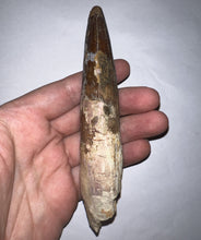 Load image into Gallery viewer, MEGA MONSTER Spinosaur Fossil Dinosaur Tooth 5.55 Inches with Display Stand and Case
