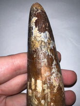 Load image into Gallery viewer, MEGA MONSTER Spinosaur Fossil Dinosaur Tooth 5.55 Inches with Display Stand and Case
