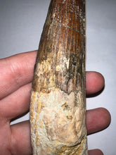 Load image into Gallery viewer, MEGA MONSTER Spinosaur Fossil Dinosaur Tooth 5.55 Inches with Display Stand and Case
