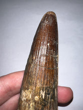 Load image into Gallery viewer, MEGA MONSTER Spinosaur Fossil Dinosaur Tooth 5.55 Inches with Display Stand and Case
