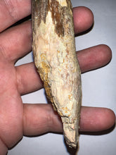 Load image into Gallery viewer, MEGA MONSTER Spinosaur Fossil Dinosaur Tooth 5.55 Inches with Display Stand and Case
