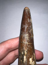 Load image into Gallery viewer, MEGA MONSTER Spinosaur Fossil Dinosaur Tooth 5.55 Inches with Display Stand and Case
