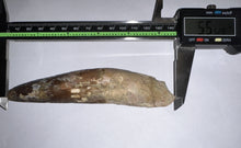 Load image into Gallery viewer, MEGA MONSTER Spinosaur Fossil Dinosaur Tooth 5.55 Inches with Display Stand and Case
