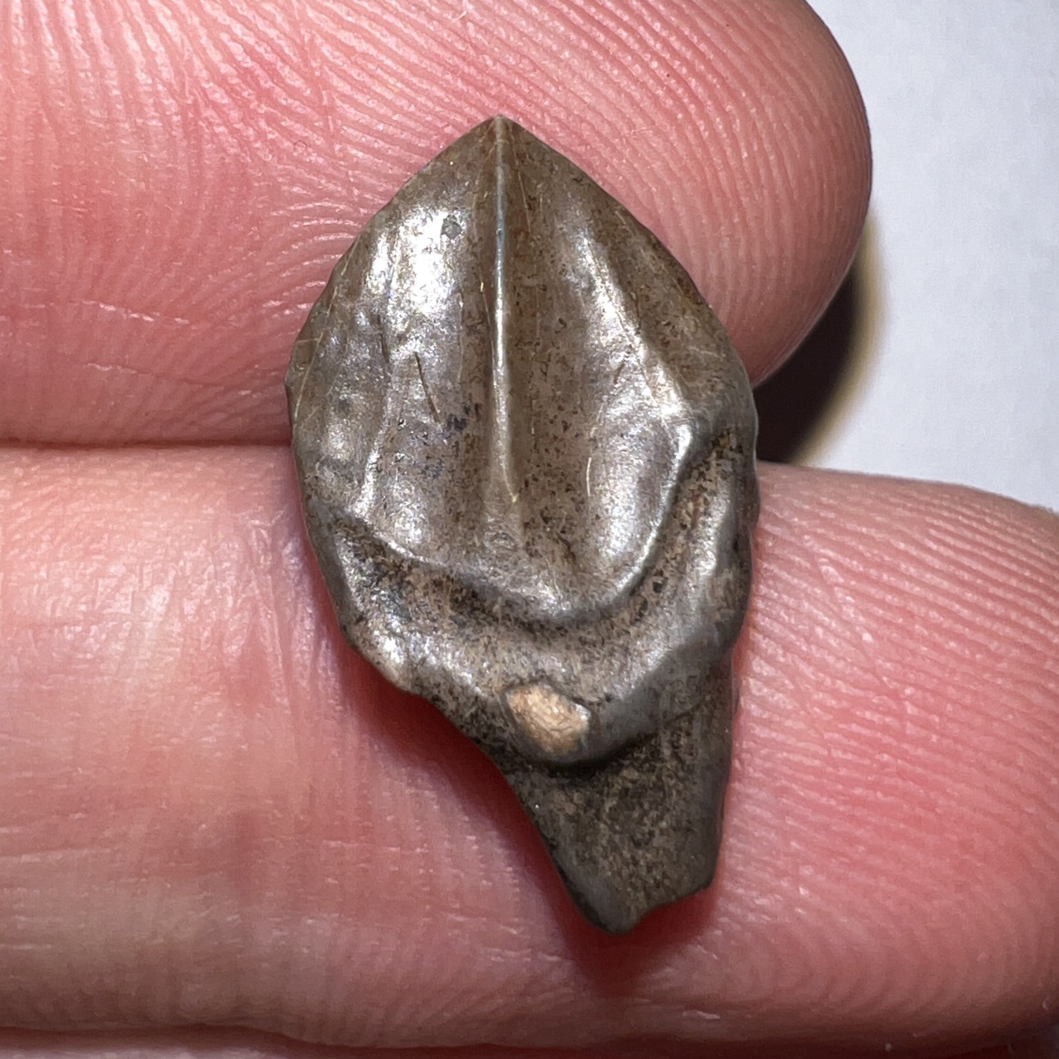 GEM Juvenile Triceratops type Ceratopsian Tooth with Full Crown and Partial Root .7 Inches Hell Creek Montana