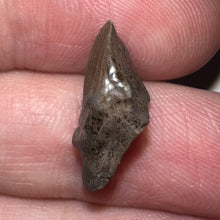 Load image into Gallery viewer, GEM Juvenile Triceratops type Ceratopsian Tooth with Full Crown and Partial Root .7 Inches Hell Creek Montana
