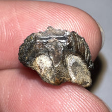 Load image into Gallery viewer, GEM Juvenile Triceratops type Ceratopsian Tooth with Full Crown and Partial Root .52 Inches Hell Creek Montana
