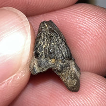 Load image into Gallery viewer, GEM Juvenile Triceratops type Ceratopsian Tooth with Full Crown and Partial Root .52 Inches Hell Creek Montana
