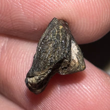 Load image into Gallery viewer, GEM Juvenile Triceratops type Ceratopsian Tooth with Full Crown and Partial Root .52 Inches Hell Creek Montana
