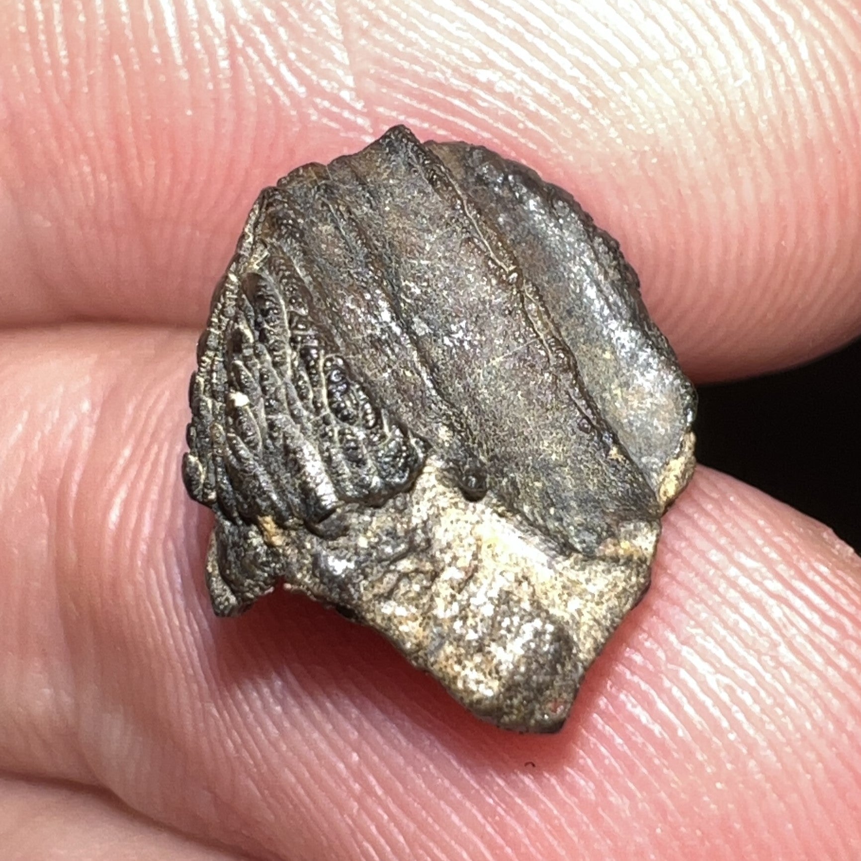 GEM Juvenile Triceratops type Ceratopsian Tooth with Full Crown and Partial Root .52 Inches Hell Creek Montana